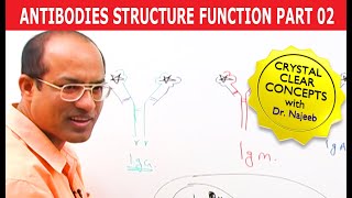 Antibodies | Immunoglobulins | Structure & Function | Part 2