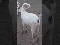 MAASAI GOATS, WHAT DO YOU THINK? #GOATS