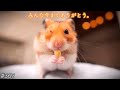 世界一人懐っこいハムスターの旅立ち...(Goodbye my beloved hamster...)