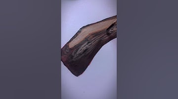 how to make easy tree trunk #art #ytshorts #shortvideo #shorts #artvideo #creative #painting #ambani