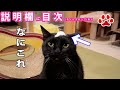 驚いてパニックになった猫部屋　2021.5.4　みゃうの猫日記(説明欄に時間有) 【CatsLive:Miaou みゃう】