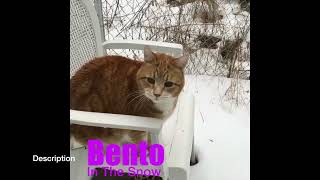 Bento Licks The Snow!