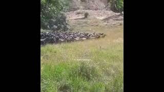 Sürüye Emir Veren Çoban Keçilere Fısıldayan Adam