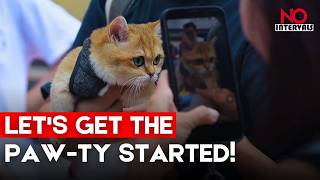 Taman Kucing Pertama di Singapura di Perayaan The One Holland Village | Tanpa Jeda