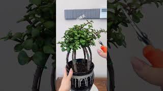 Jade Plant Crown Shape! #JadePlantStyling#GardeningTips #DailyGardening UnfoldSay something nice