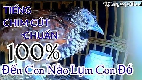 Tiếng chim cút chuẩn 100%✔✔ | Tiếng chim cút rừng chuẩn nhất 2023❤💯💯