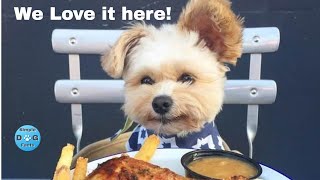 Top 10 dog-friendly restaurants by Simple Dog Facts 201 views 2 months ago 10 minutes, 27 seconds