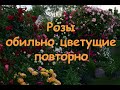 Розы обильно цветущие повторно