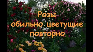 Розы обильно цветущие повторно