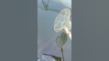 Vợt bắt cá | Animal #shorts #crash