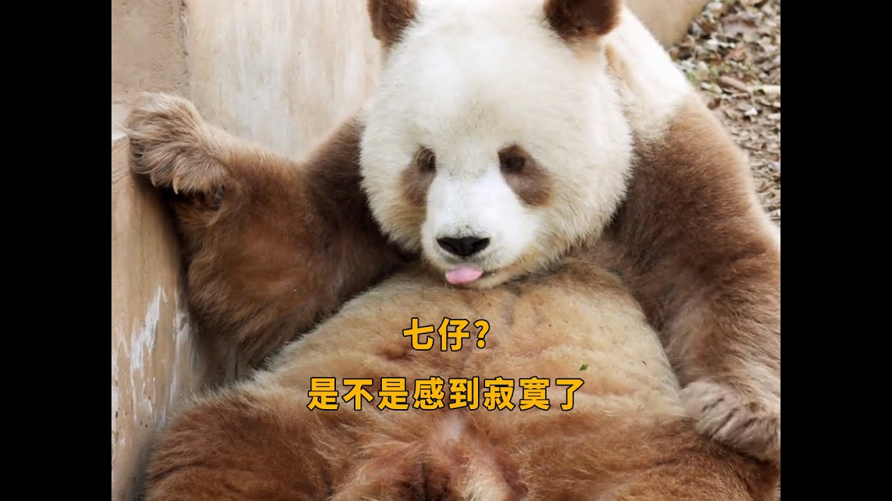 七仔是不是感到寂寞了?#熊猫 #panda #七仔 #大熊猫 - YouTube