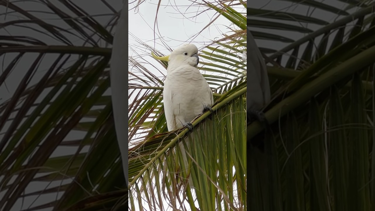 Early Morning Visits from Sulphur-crested Cockatoos 