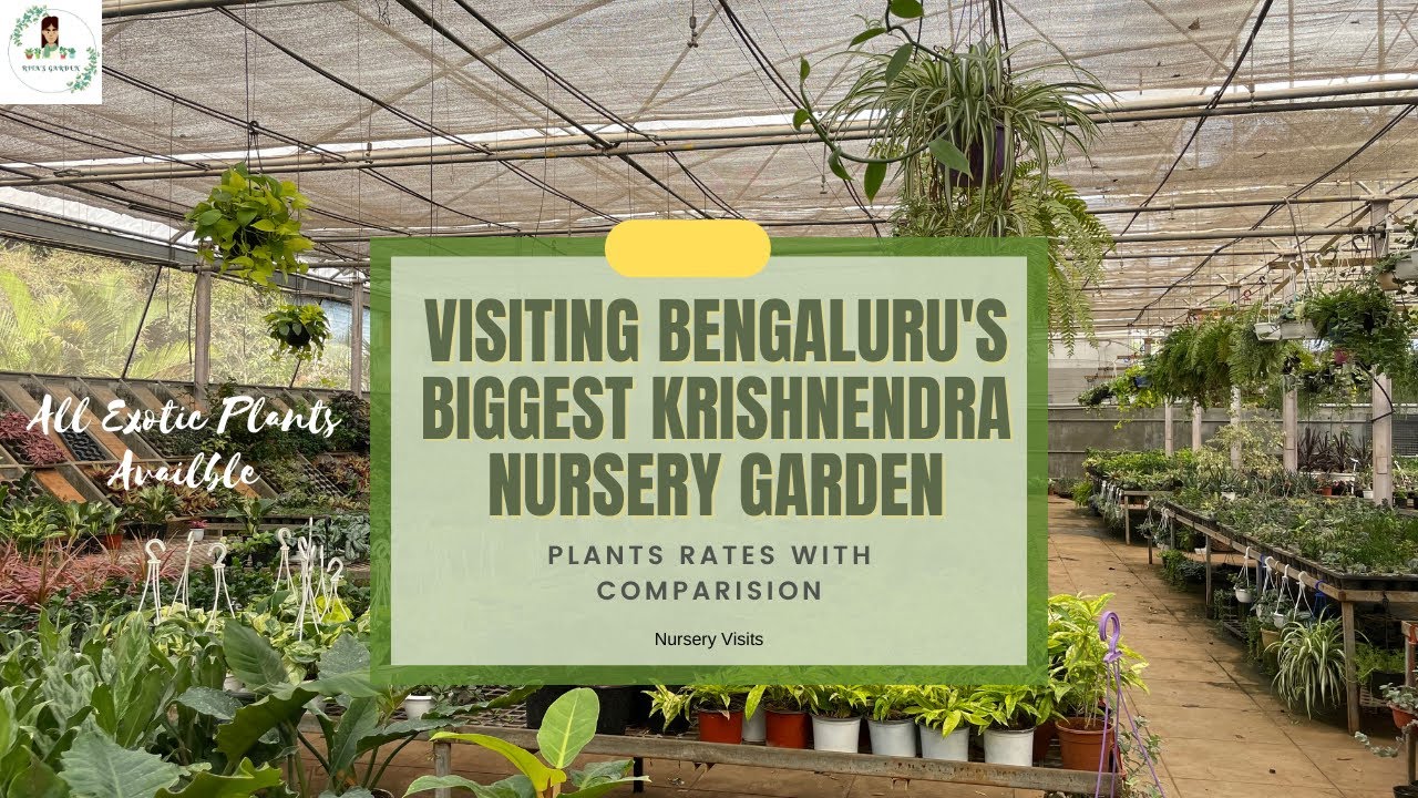Visiting Bangalore's Biggest KRISHNENDRA Nursery Garden| Exotic plants Collections 