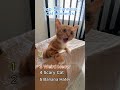 Top 5 Funniest Cat Moments 🤣