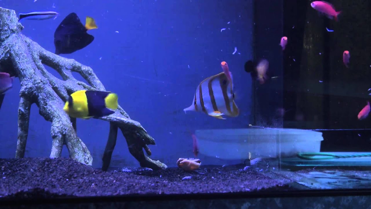 AquaVideoMag 21 Les poisson d'eau de mer partie 2