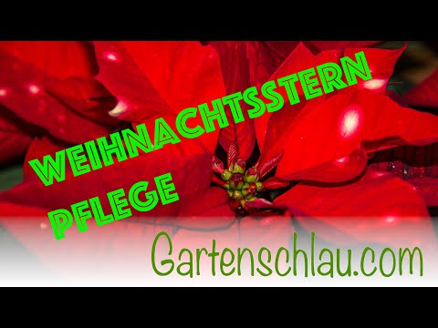 Weihnachtsstern richtig pflegen: Standort, Gießen und Blattfall