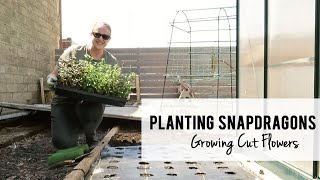 Planting Snapdragons for Cut Flowers  Cool Flower Planting Day 2  Sunshine and Flora