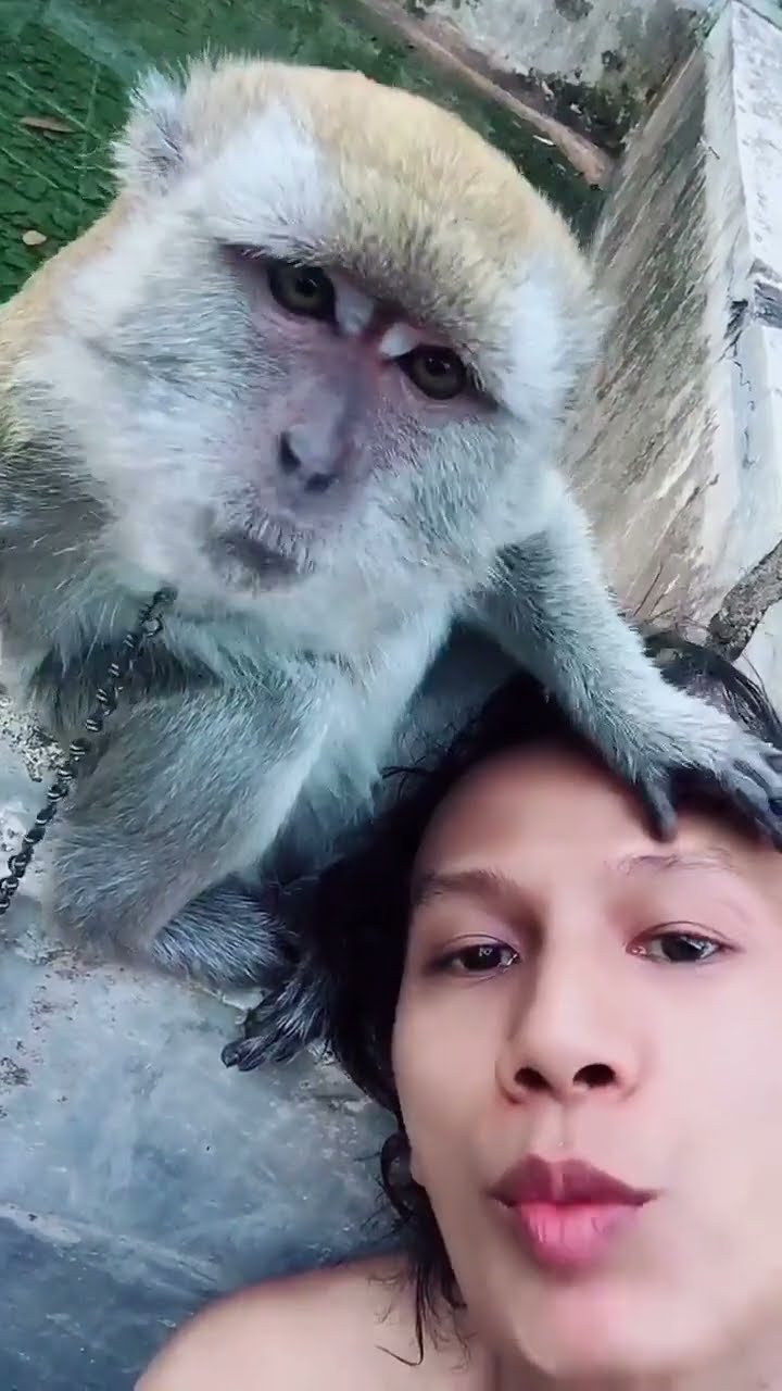 Crab-eating Macaque Mimics Owner's Kisses || ViralHog