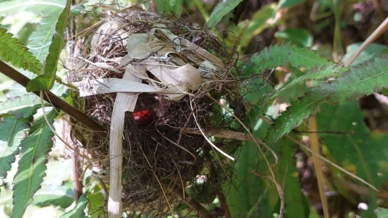 Wahhh mantap ‼️Lama tidak  Ngebolang  akhirnya nemu sarang burung yang siap kita panen