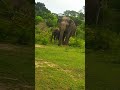 Bundala Safari 