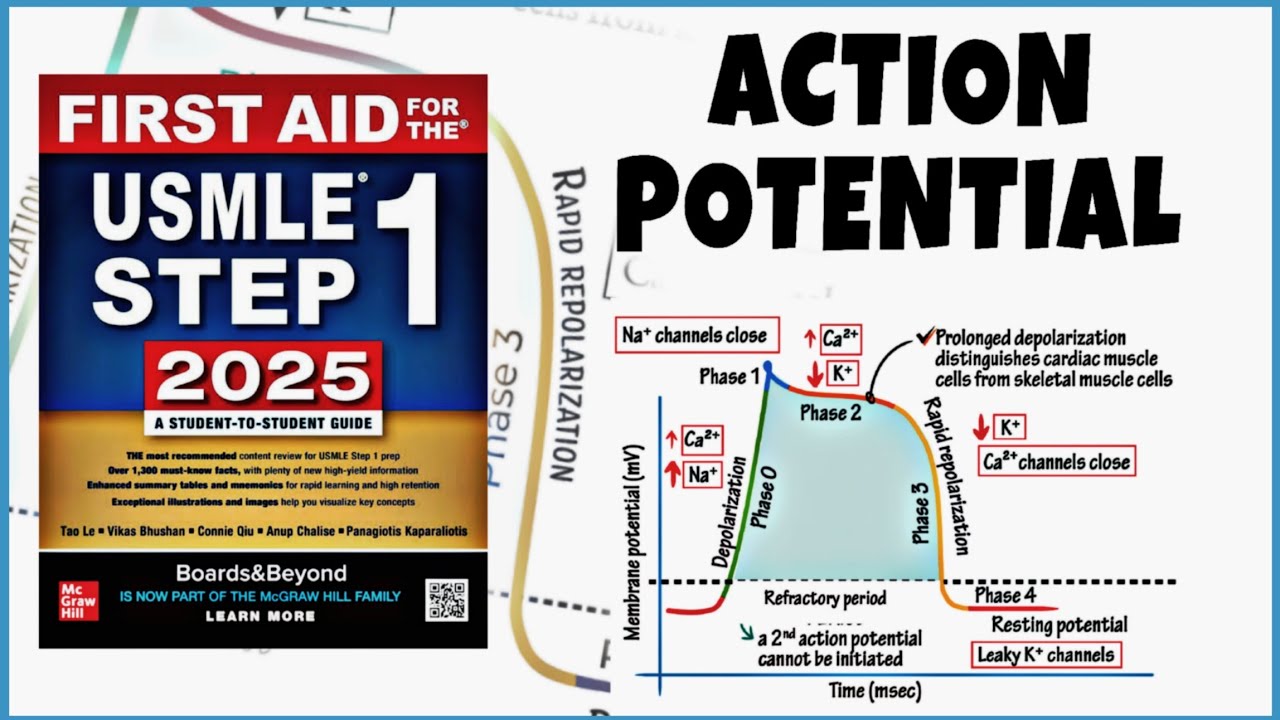 Action Potential of Cardiac Muscle| cardiovascular system| first aid  USMLE STEP 1 LECTURES 