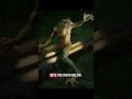 Your State's Most Famous Cryptid: Ohio - Loveland Frogman #cryptids #ohio