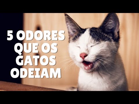 Vídeo: Os gatos gostam de cheiro de naftalina?