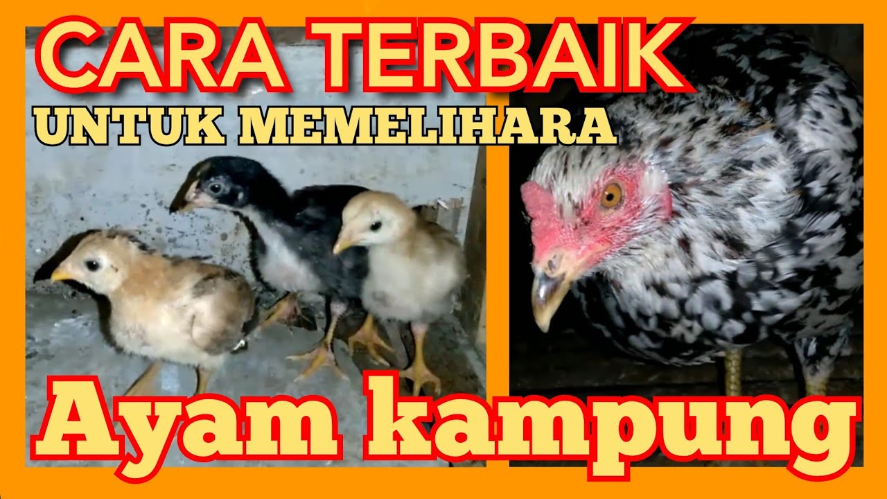  proses  memisahkan anak  ayam  dengan induknya cara terbaik 