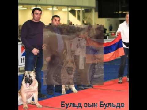 Армянский волкодав Гампр-собаки идущие на волков Armenian Wolfhound