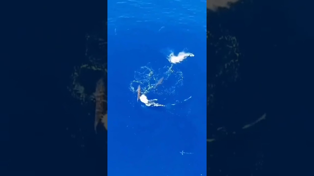 Incredible drone footage🐟✈️. 