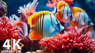 Aquarium 4K VIDEO (ULTRA HD) 🐠 Beautiful Coral Reef Fish - Peaceful Music \u0026 Colorful Marine Life #6