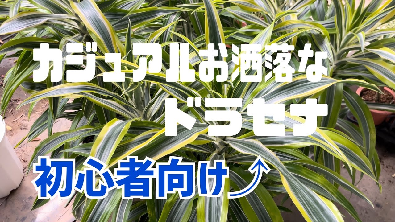 【農場見学歓迎】ドラセナ販売中！植え込み対応もOK！ 初心者にオススメのカジュアルで育てやすいドラセナ🌱♪ - YouTube
