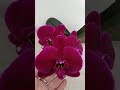 Первое цветение подростка орхидеи Black Face.