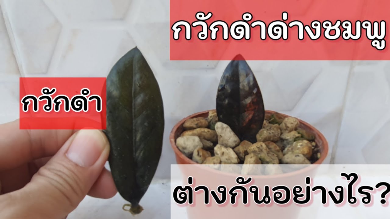 กวักดำ กวักดำด่างชมพู ต่างกันอย่างไร