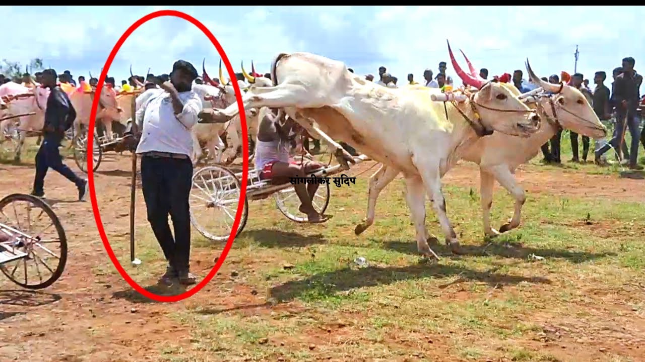 जांभळी splender मैदान | दुसरा ब गट संपूर्ण पट्टा | आदत ची खोंड ब गटात टॉप