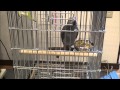 歌とおしゃべり練習中のひょうきんなヨウム② A funny gray parrot practicing singing and chatting　No,1