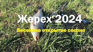 Весенний жерех 2024