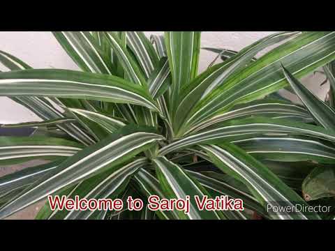 ቪዲዮ: ለምን የ Dracaena ቅጠሎች ወደ ቢጫ ይሆናሉ?