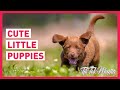 Cute little puppies 🐶🐶🐶😍 A Tik Tok compilation 2020