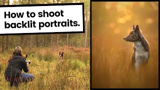 How to take Backlit Portrait Photographs of Dogs | Dog Photography at Golden Hour is here! screenshot 5