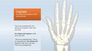 Create a Stunning Hand Anatomy Shape Template in PowerPoint #PowerPoint #Anatomy #Medical