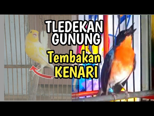 Tledekan Gacor Full Isian Tembakan Kenari class=