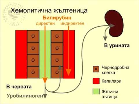 Видео: Как да събирате ежедневна урина за анализ