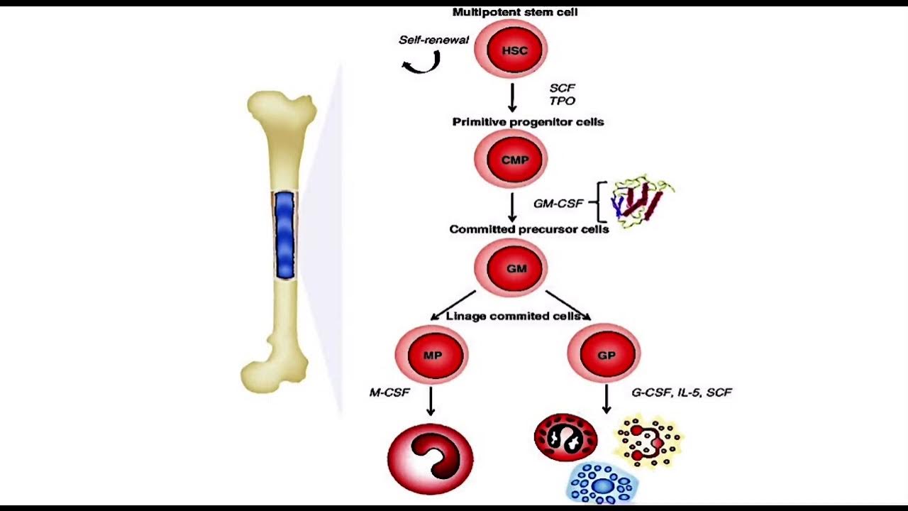 What Is The Role Of Hematopoietic Growth Factors Hematopoietic growth factors - YouTube