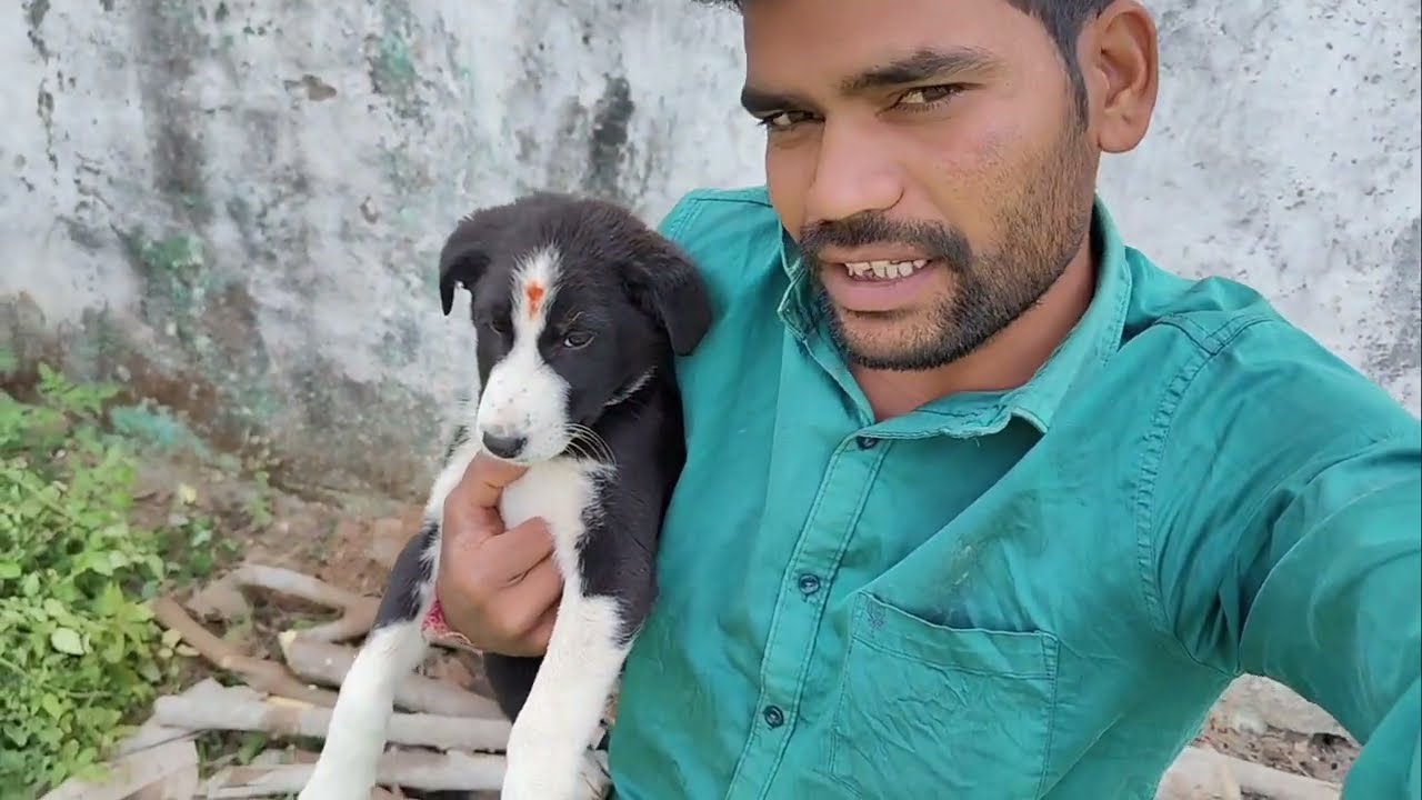 जंगल से लकड़ी लेने गए|| #ashokahirwarvlogs 