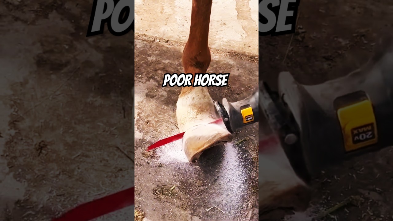 Neglected Horse Needs Power Tools To Help Him