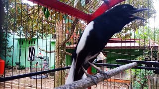 Kacer Tretes Roll tembak bagus buat pancingan Kacer yang lambat panas..!!