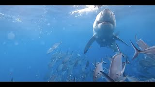 BTS Red Bull Challenge 'Shark Cage' featuring Baim Wong & Anya Geraldine