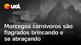 Download Lagu Morcegos carnívoros são flagrados se abraçando e brincando, mostra pesquisa; veja vídeo MP3 Download Lagu Morcegos carnívoros são flagrados se abraçando e brincando, mostra pesquisa; veja vídeo MP3
