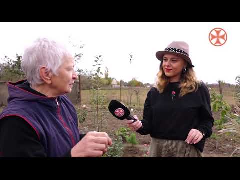 განთიადის რუბრიკა  - მცენარეები - ქრიზანთემები